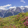 Mountains and flowers