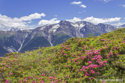 Mountains and flowers