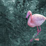 The Flamingo Show