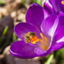 Spring Crocus with a small guest