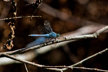 Eastern Pondhawk - Atchafalaya Basin