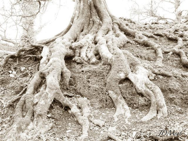 Roots by JDMeg6 on DeviantArt