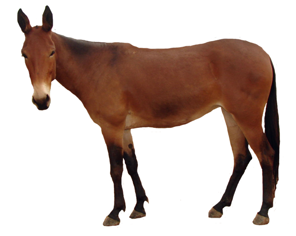 Transparent mule sales