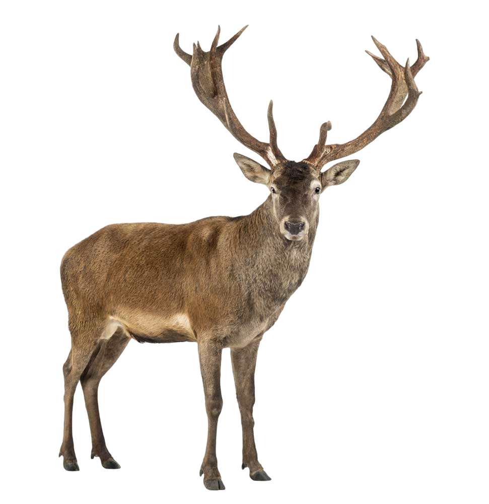 Stag by Agustinsepulvedave on DeviantArt