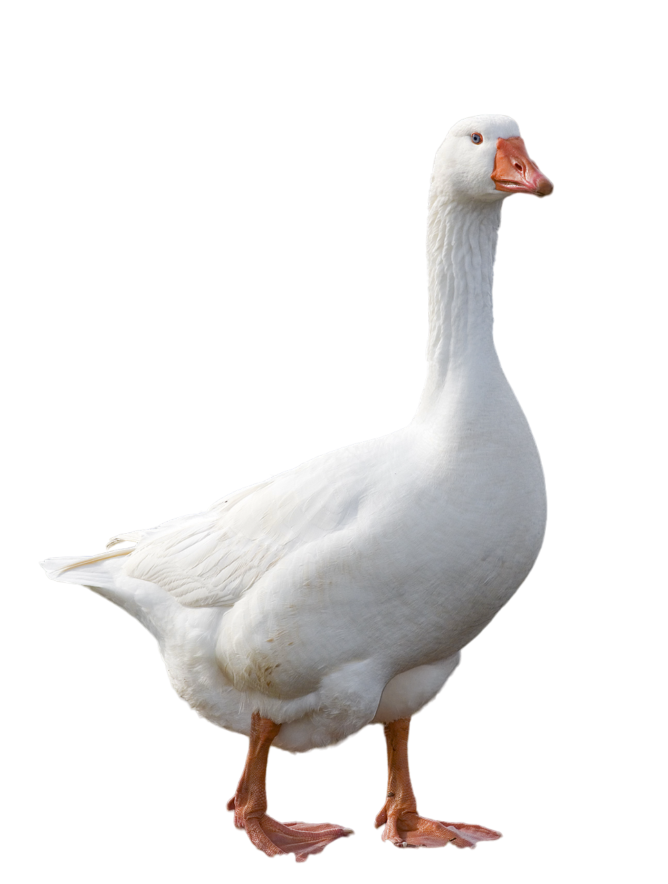 Deviantart Goosed Goose by Agustinsepulvedave on DeviantArt