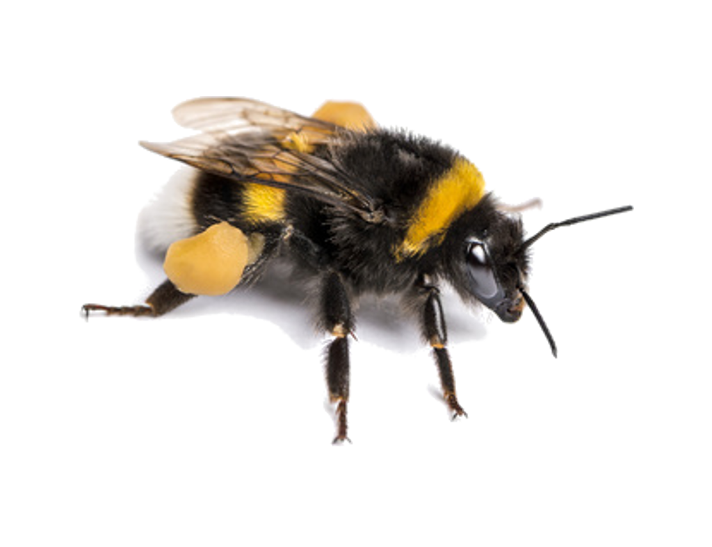 File:Bumblebee (8023382295).jpg - Wikimedia Commons