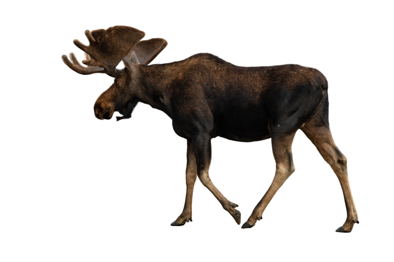 Moose by Agustinsepulvedave on DeviantArt