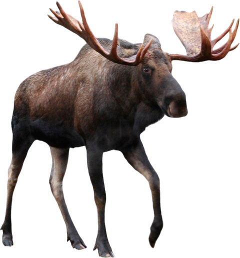 Moose by Agustinsepulvedave on DeviantArt