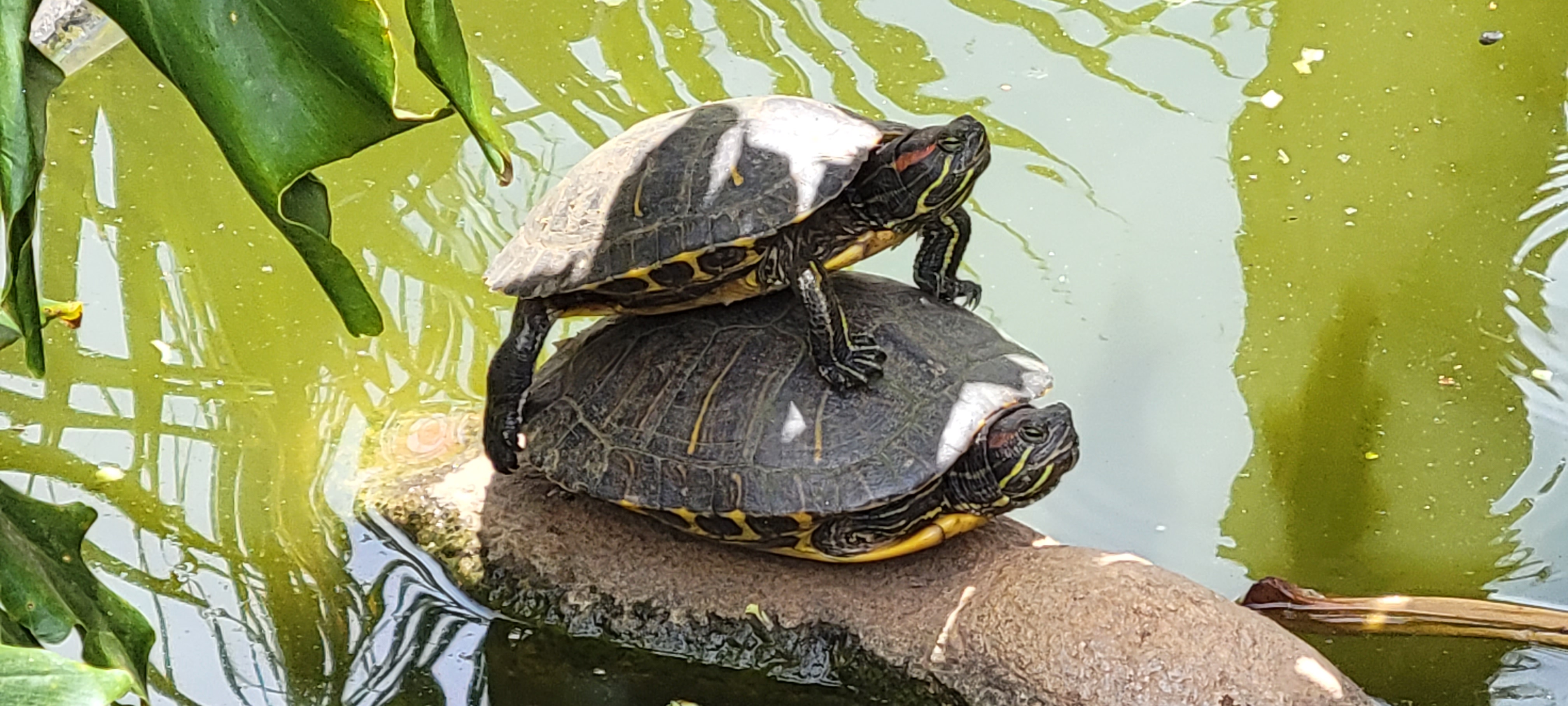 Gold Turtle Stack Stack of Turtles by CarmenTheChameleon on DeviantArt