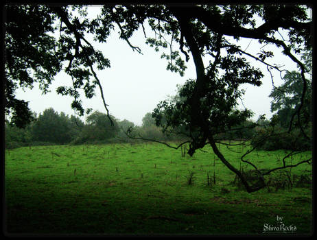 Forest near Hastings...