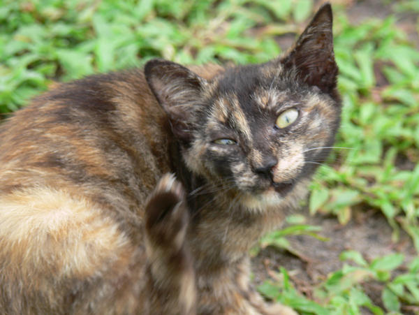 Kucing Jalanan By Rqyygvodka On Deviantart