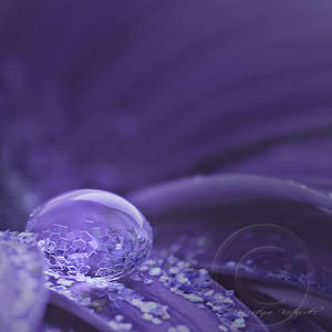 purple rain