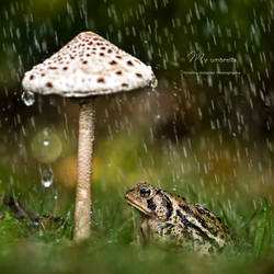 : my umbrella :