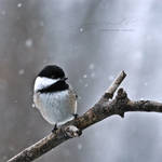 :: puffball :: by hellfirediva