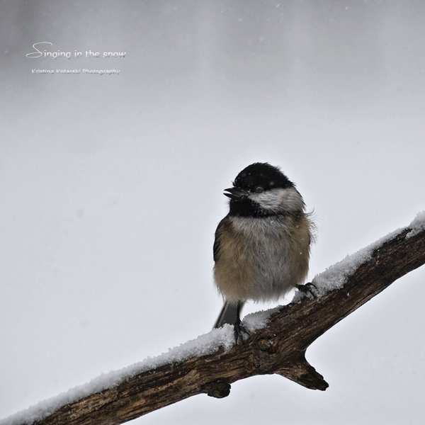 Singing in the Snow