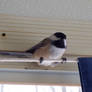 a visitor