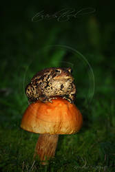 TOADSTOOL