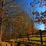 Fenced Shadows