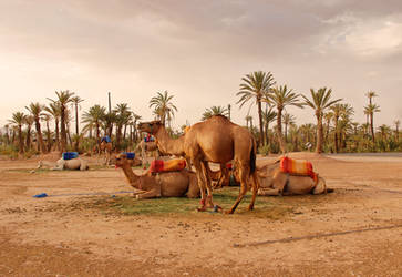 Camels