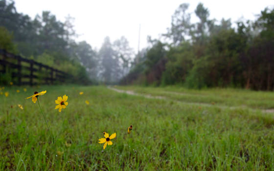 The Driveway