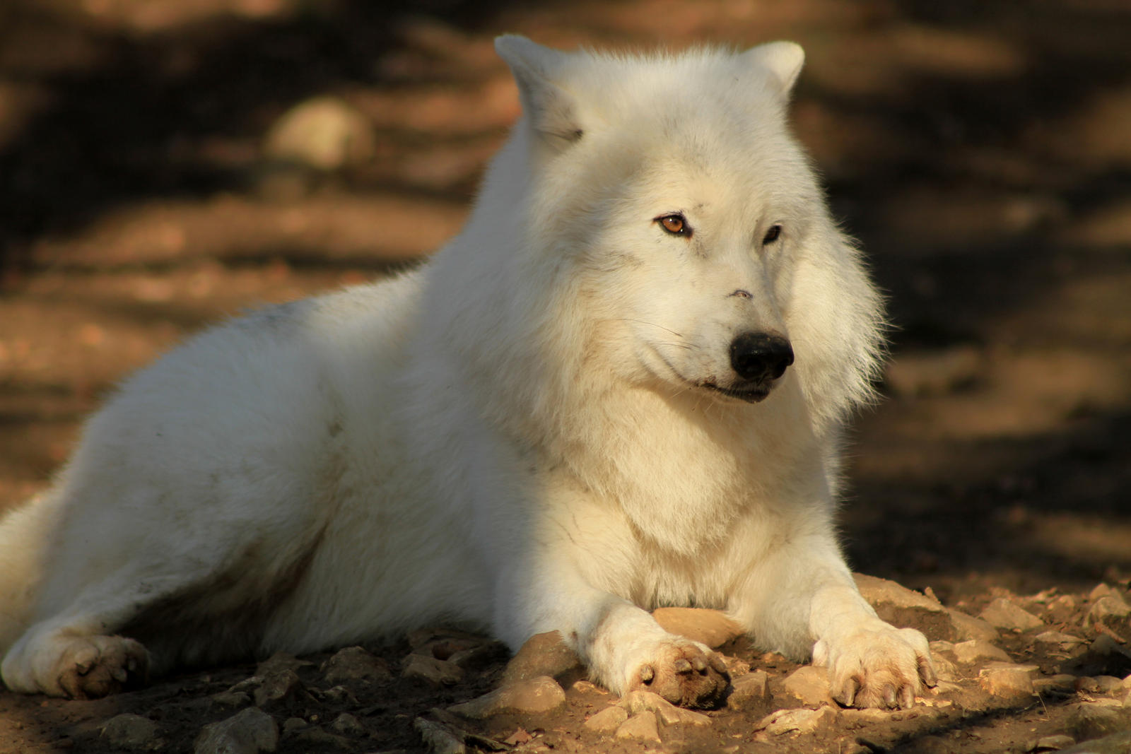 Kenai - the black bear