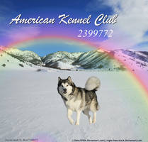 American Kennel Club Layout