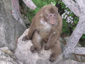 Wild monkey on Huangshan