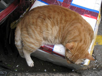 Croissant Cat