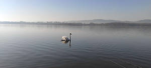 swan and lake