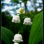 lily of the valley