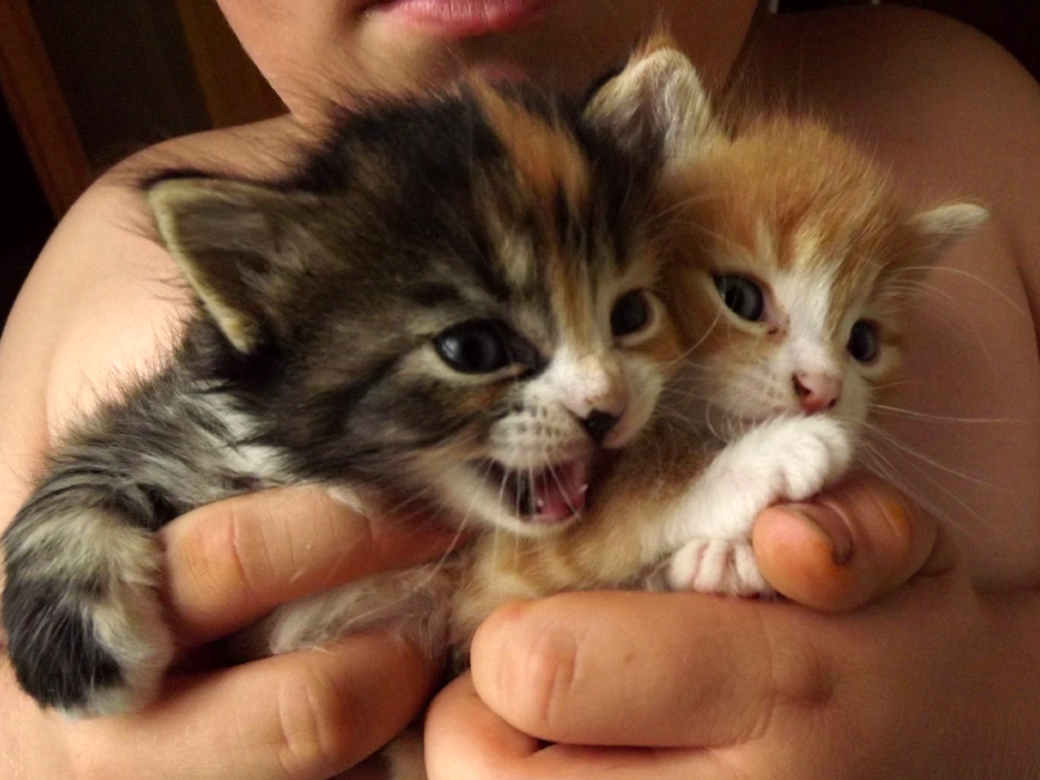 Kittens