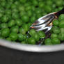 eat your peas