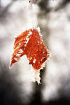 Frozen Leaf by LacrimaNigra