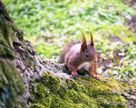 Squirrel by LacrimaNigra