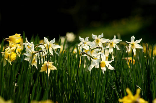 daffodil rush