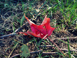 Harbinger of Fall by Rienet-Halun Harbinger of Fall by Rienet-Halun