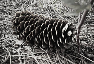 Prickly by Rienet-Halun