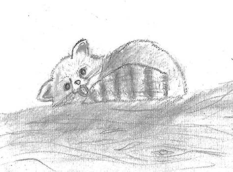 Red Panda Sketch