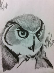 Owl Sketch 2