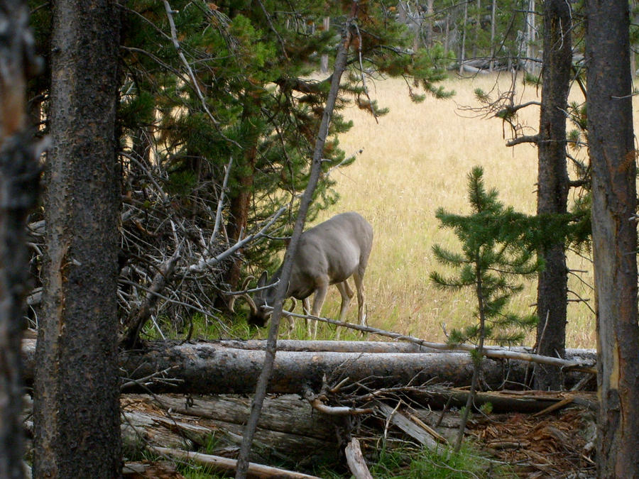 Forest Deer