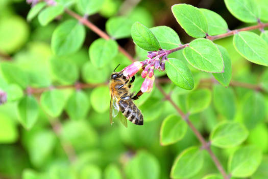 Bee on a cloudy day