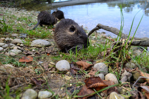 Nutria's family