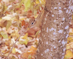 Autumn Chipmunk