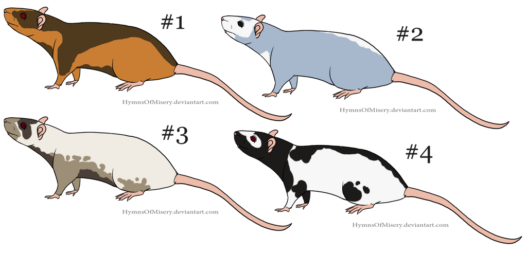 Free Rat Adopts - Draw to Adopt