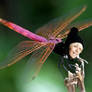 Dragon-Fly (G-dragon)