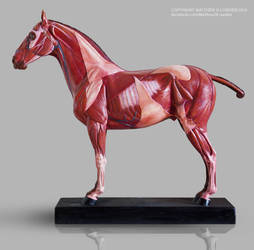 Equine reference model