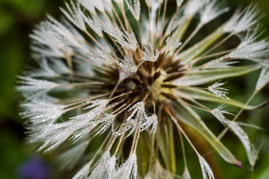 Wet dandelion