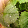 drops on strawberry leaf
