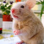 funny hamster 2