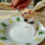 funny hamster 3